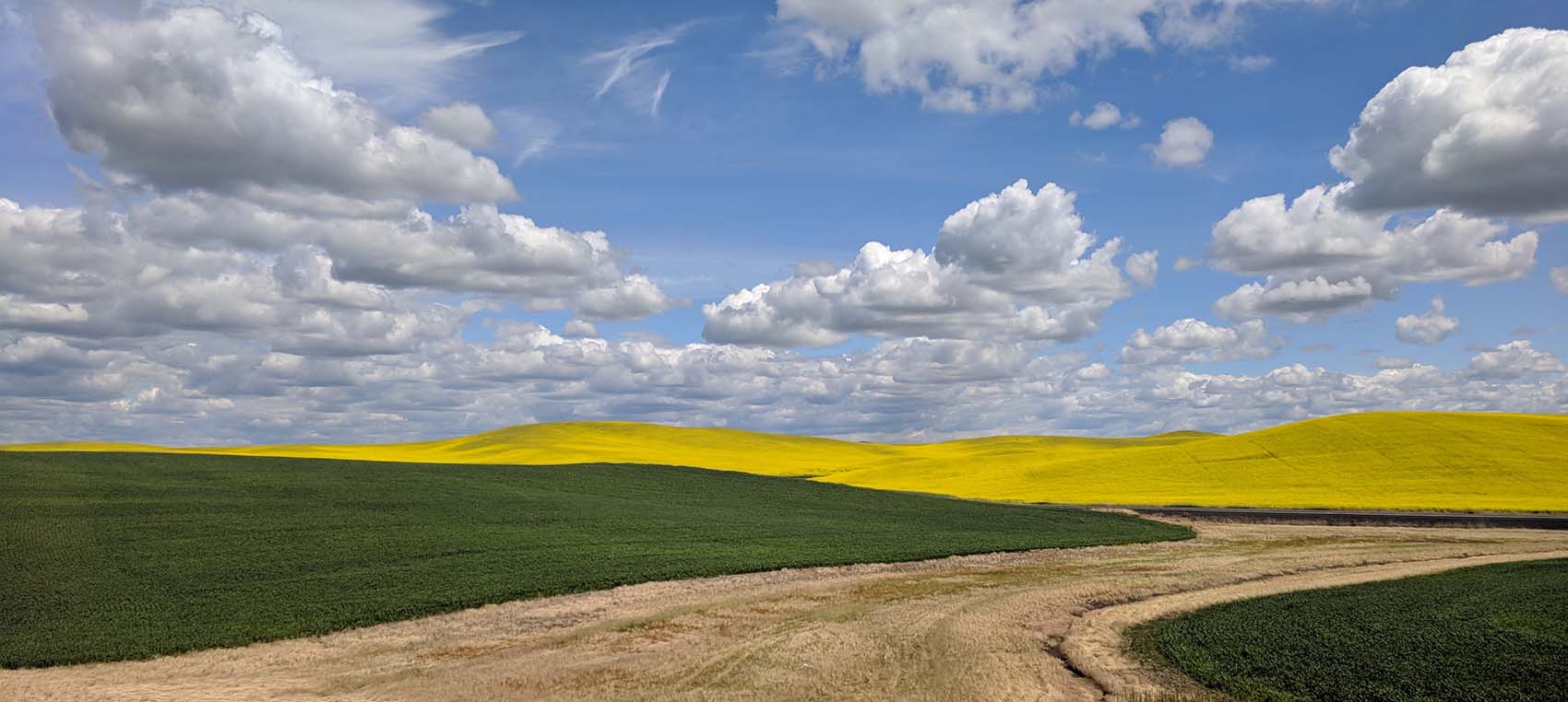 Canola field with puffy clouds.